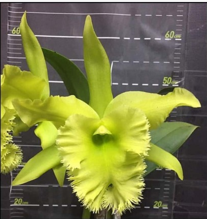 Cattleya Fringe Benefits "Green Angel"