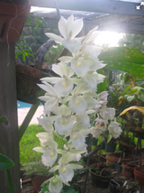 Clowesetum Raymond Lerner "Memoria Phyliss Lerner"