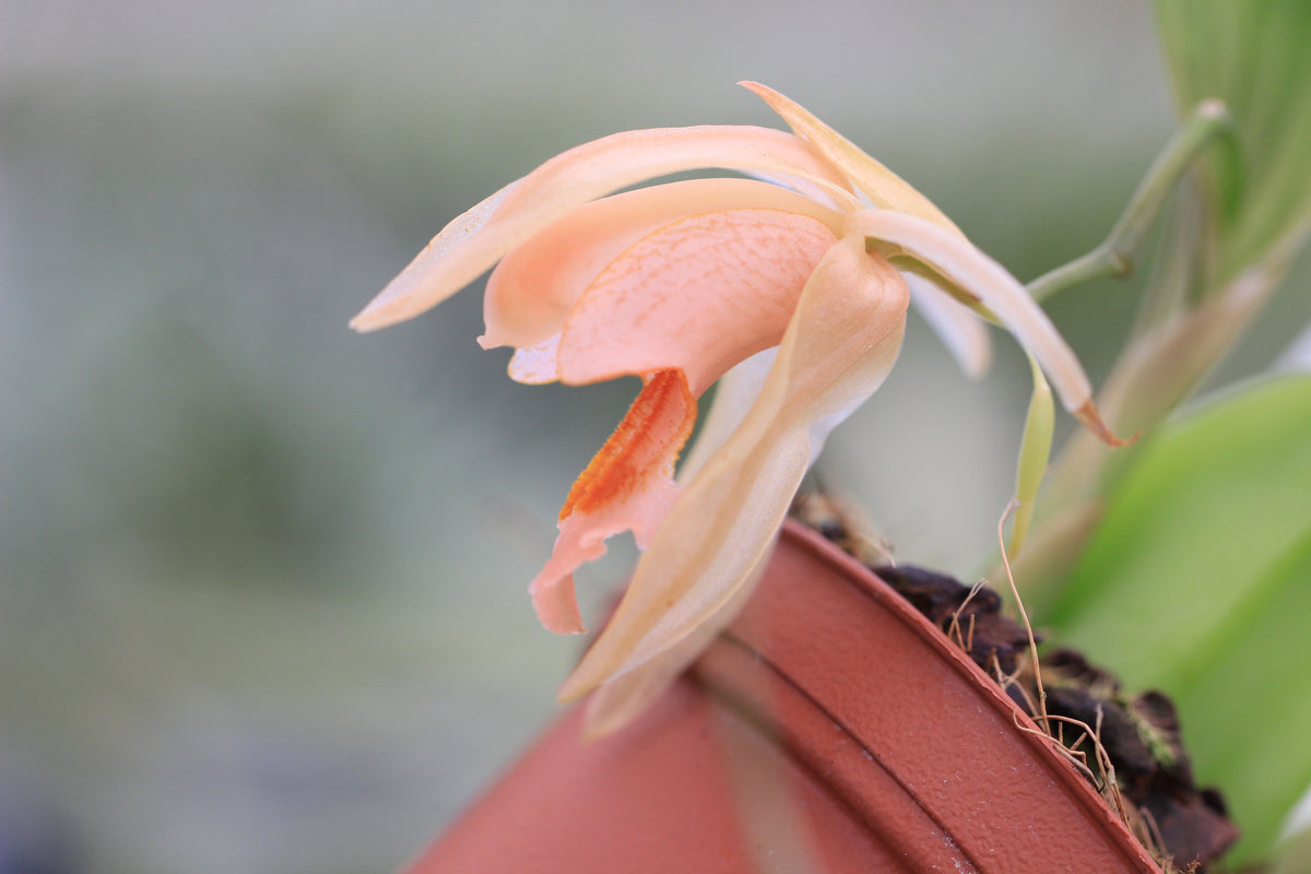 Coelogyne salmonicolor