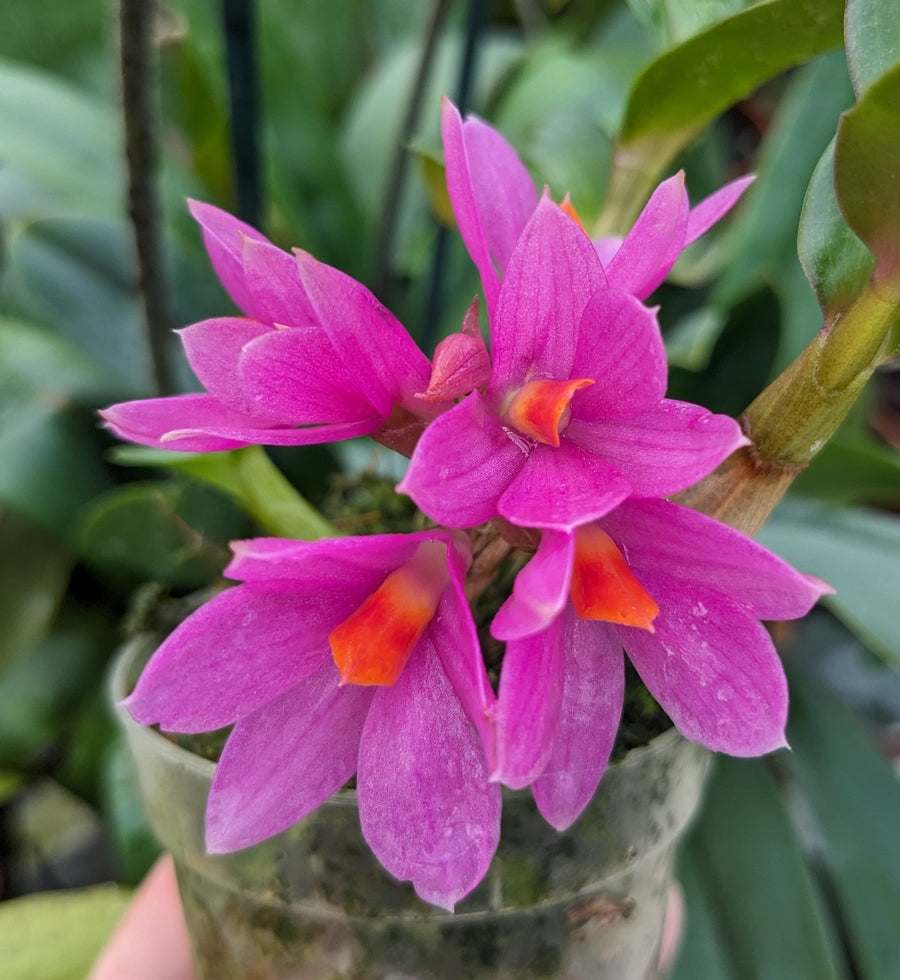 Dendrobium Hibiki