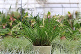 Dendrochilum luzonense