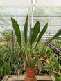 Dendrochilum abbreviatum non fleuri