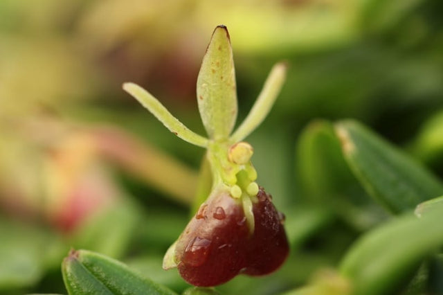 Epidendrum porpax gros plan sur une fleur