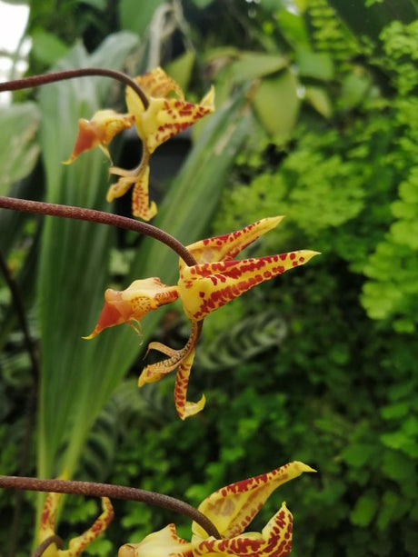 Gongora fulva