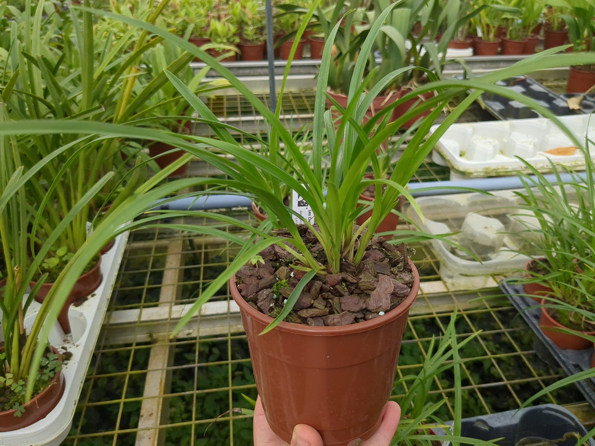 Cymbidium dayanum