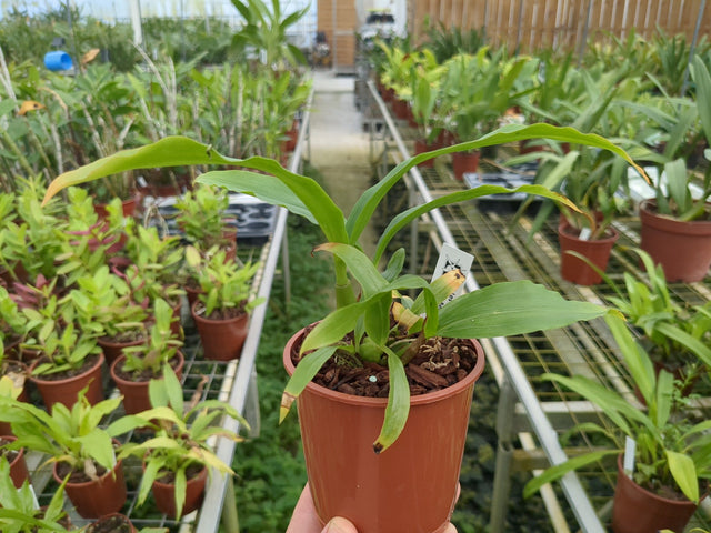Coelogyne assamica