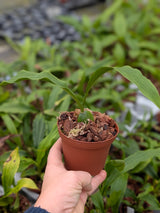 Lycaste luminosa