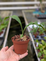 Lycaste luminosa