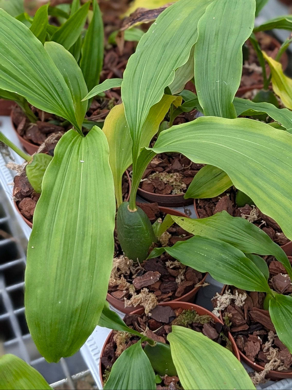 Lycaste luminosa