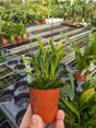 Masdevallia falcago