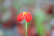 Masdevallia ignea