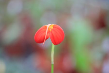Masdevallia ignea