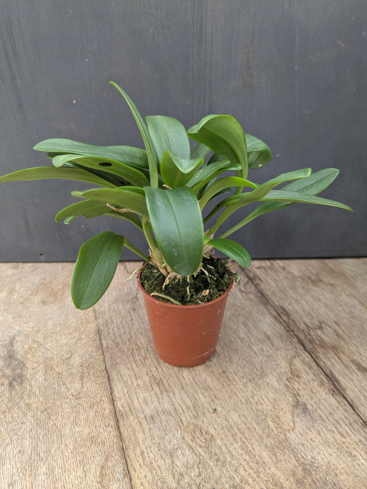 Masdevallia graciae