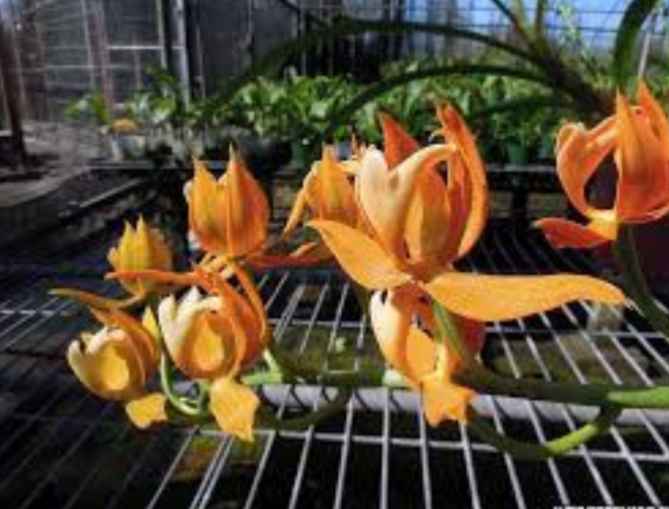 Mormodes Jumbo Odin x Mormodes aurantiaca