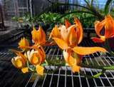 Mormodes Jumbo Odin x Mormodes aurantiaca