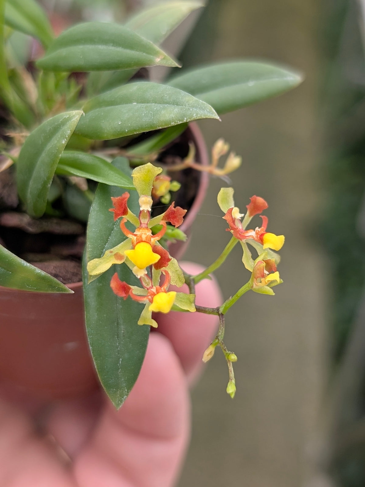 Oncidium coloratum