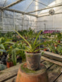 Paphiopedilum esquirolei alba