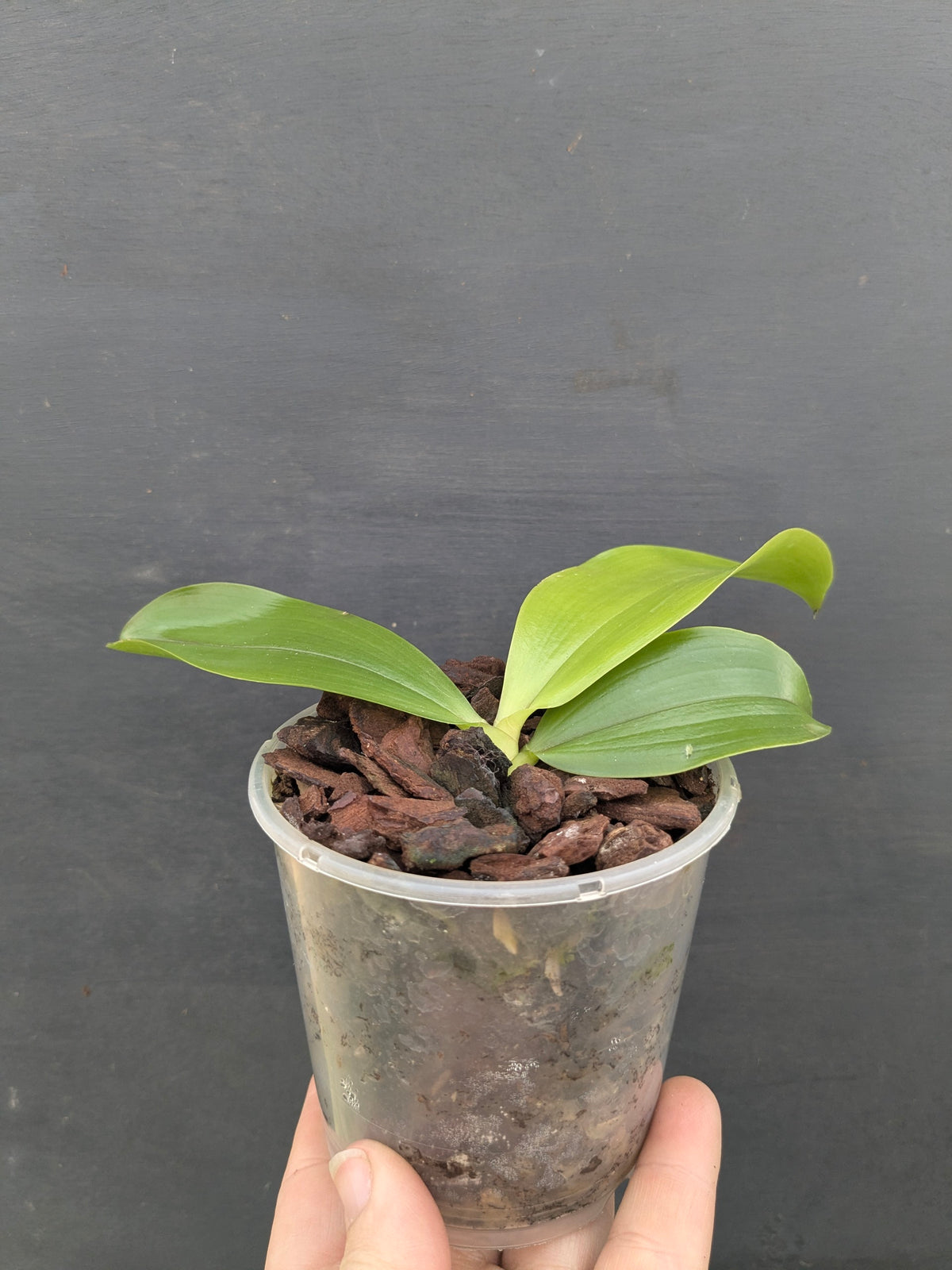 Phalaenopsis speciosa blue