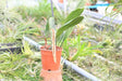 Pholidota rubra
