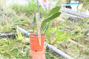 Pholidota rubra