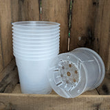 Pots transparents 12 cm