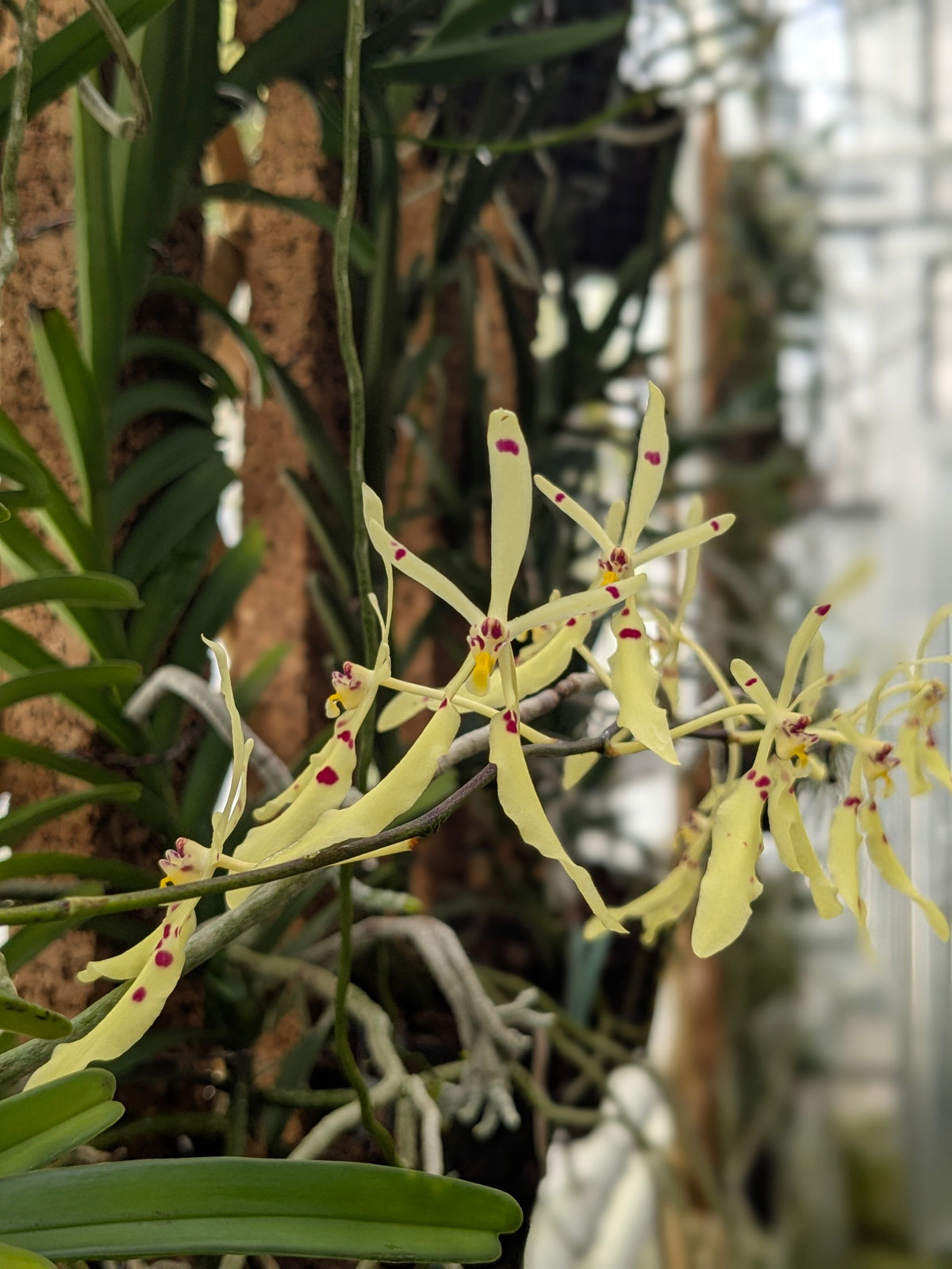 Renanthera citrina