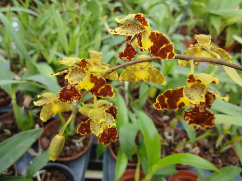 Rudolfiella picta