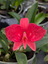 Sophronitis brevipedunculata