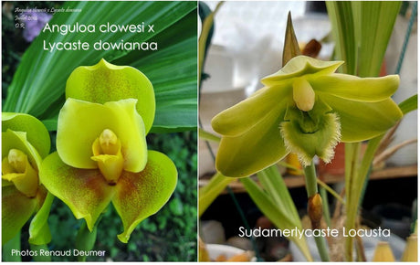 photo d'Anguloa clowesi x Lycaste dowiana et de Sudamerlycaste locusta