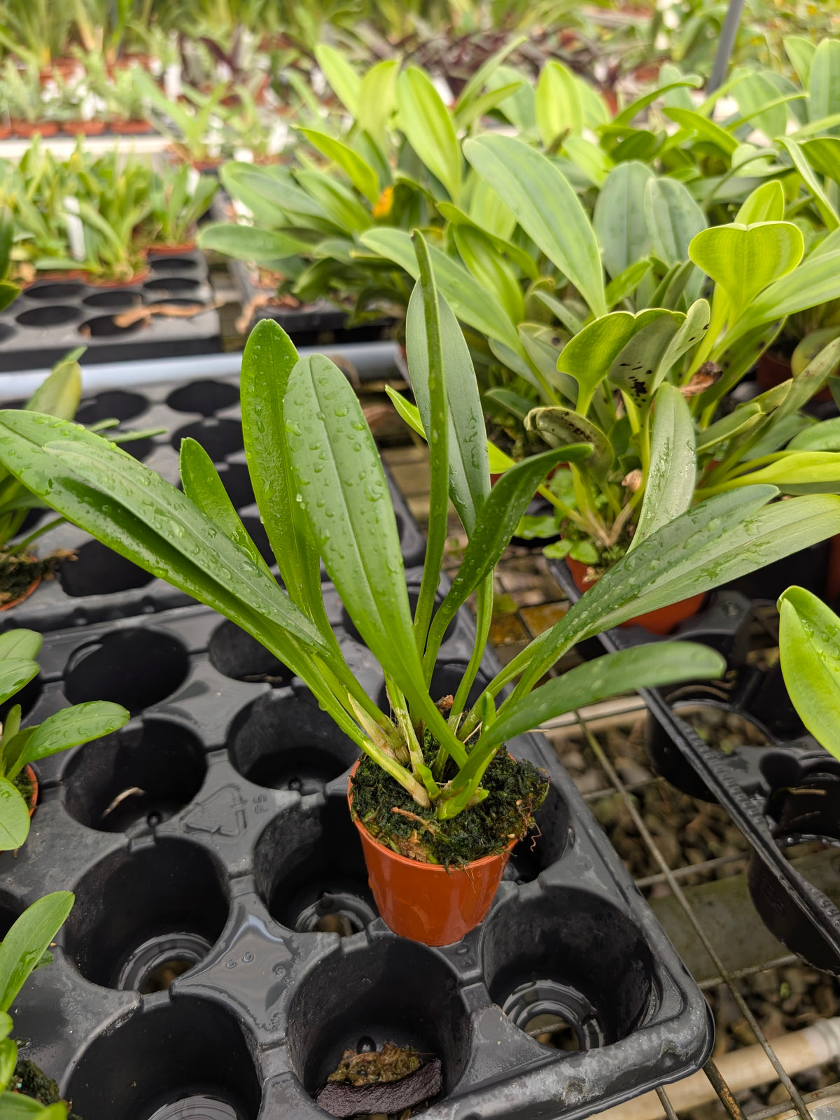 Masdevallia maculata
