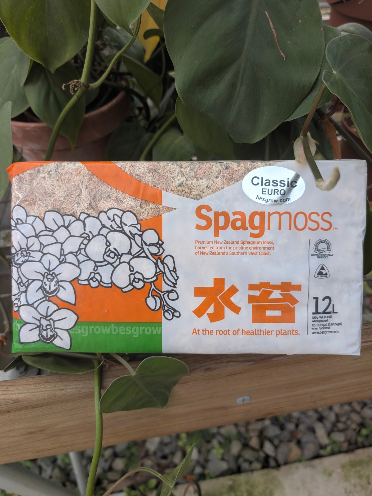 Sphaigne de Nouvelle Zélande