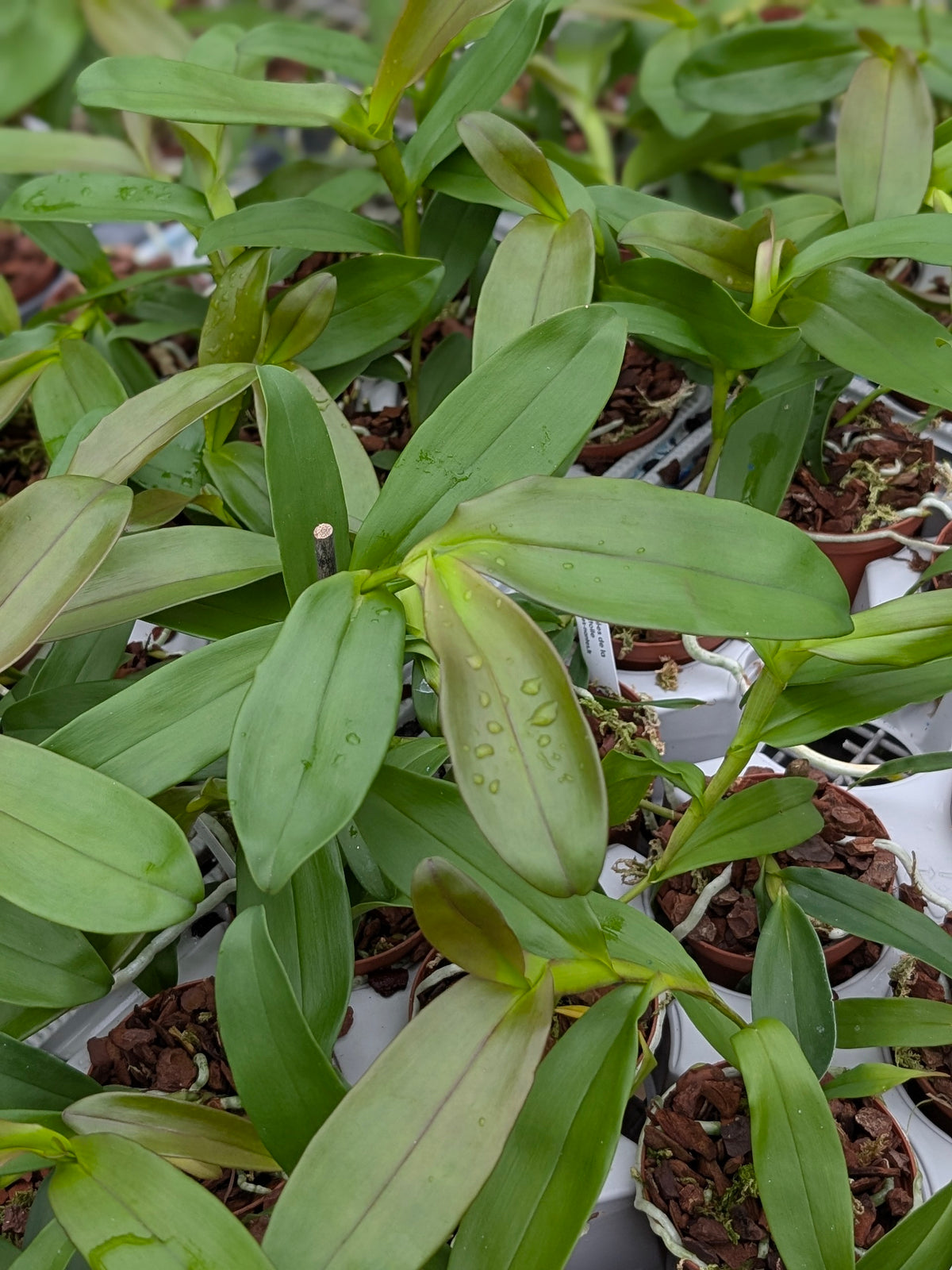 Epidendrum tridens