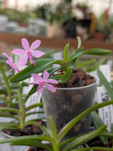 Vanda coerulescens x nana