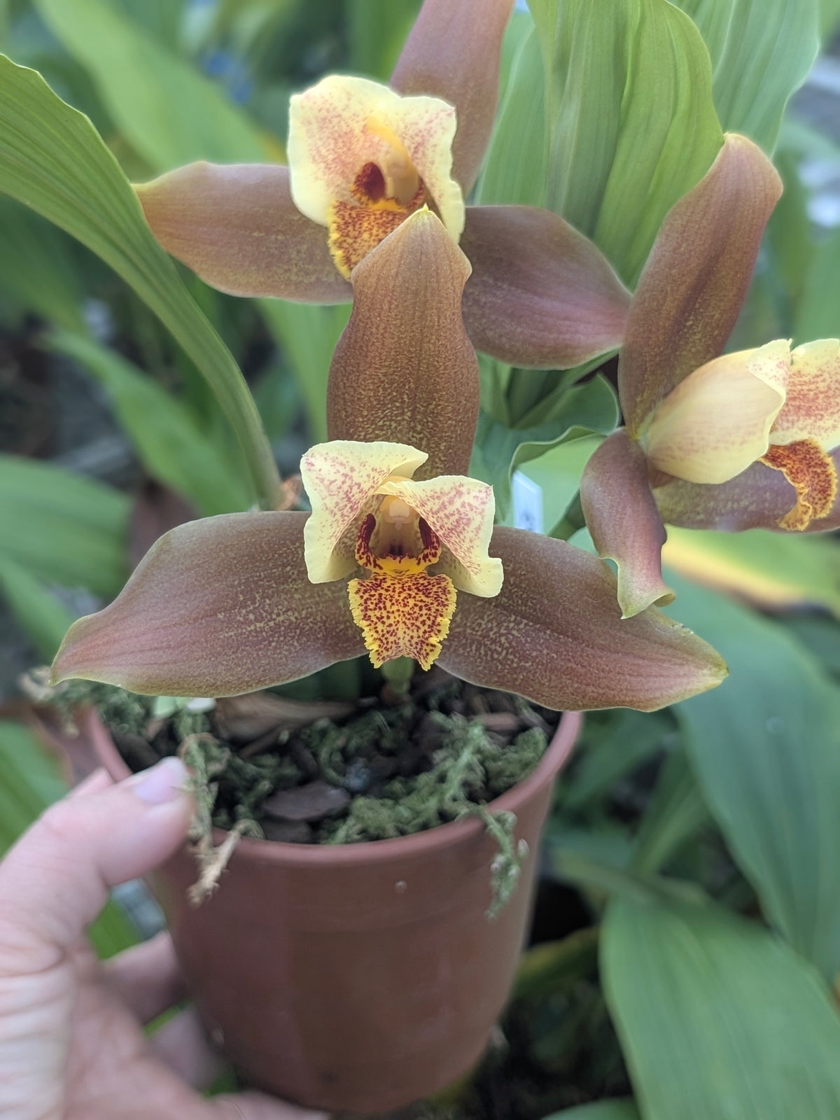 Lycaste Garfield