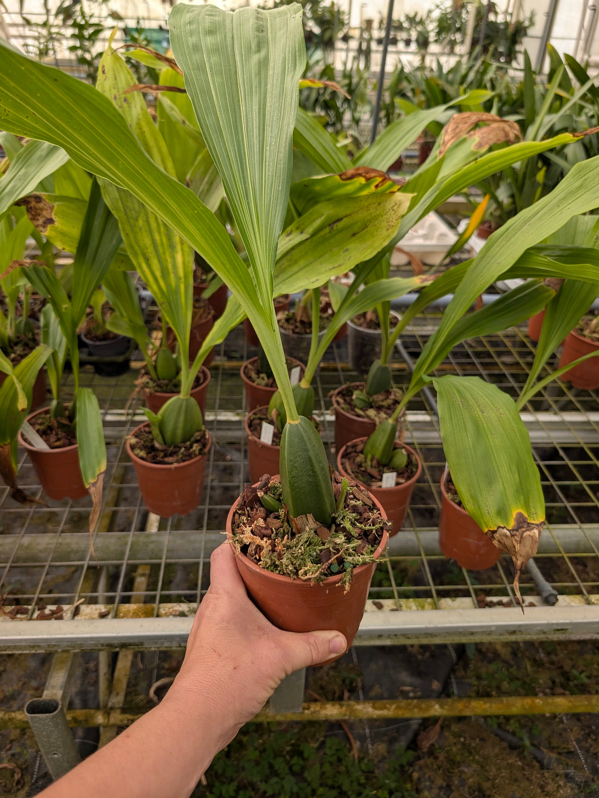 Lycaste Delphine x Anguloa virginalis