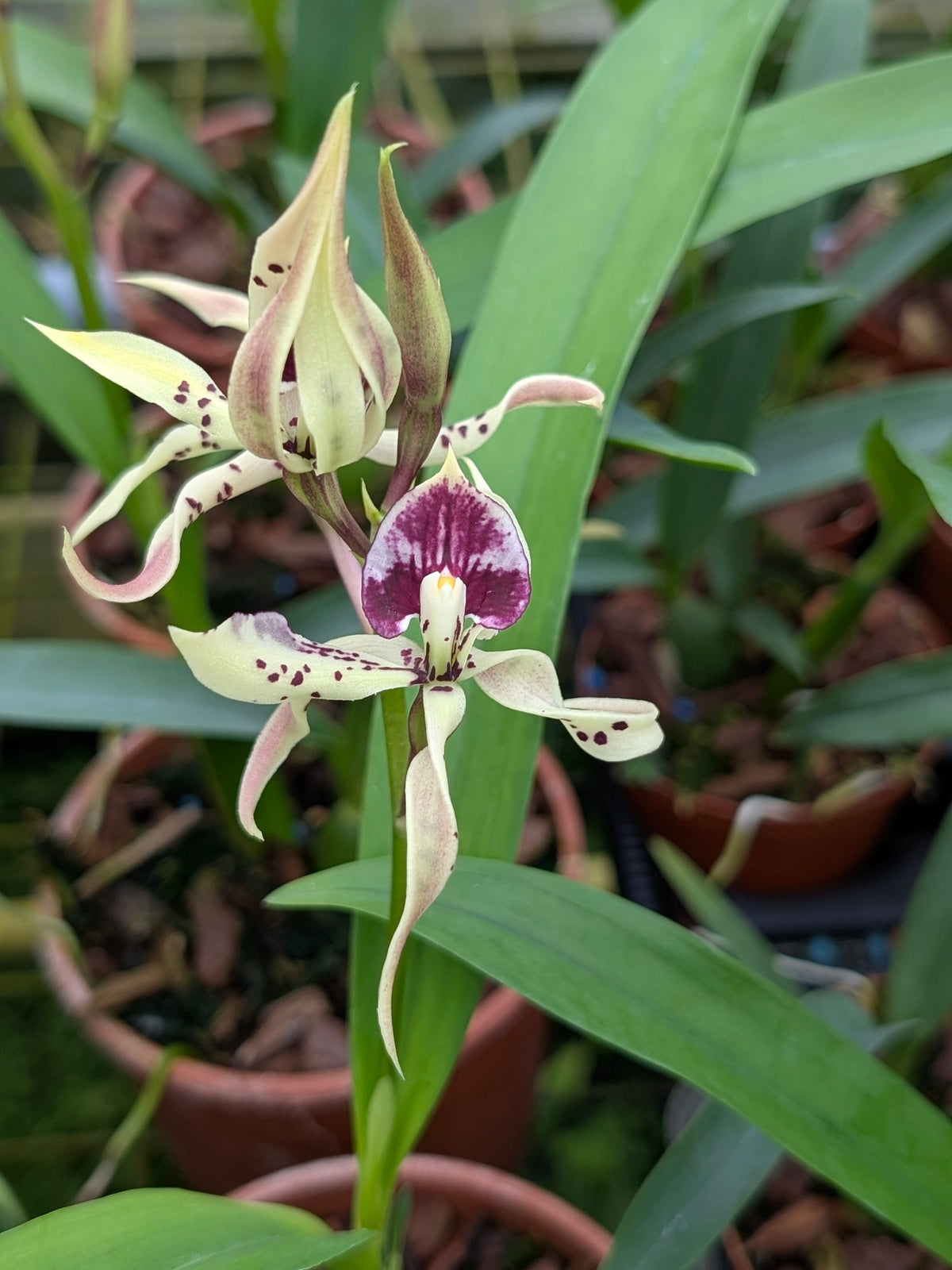 Prostechea Elfin (cochleata x prismatocarpa)