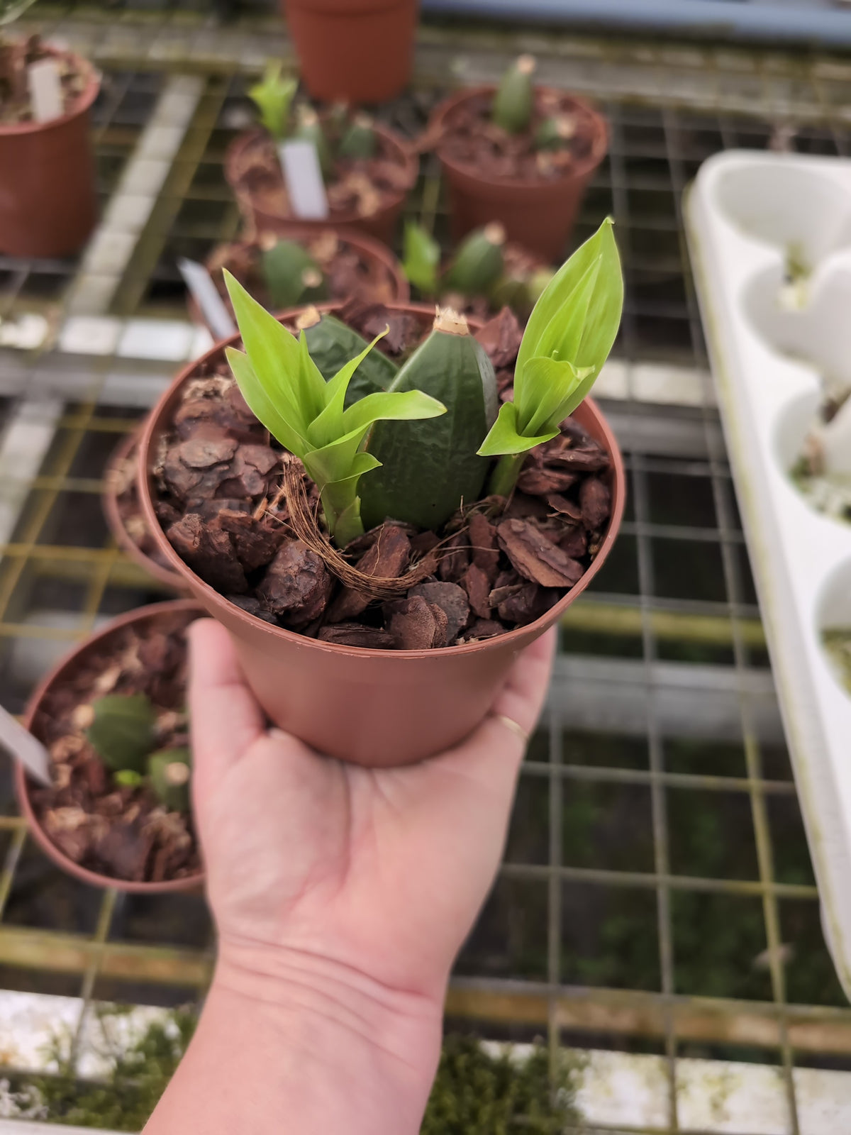 Lycaste consobrina