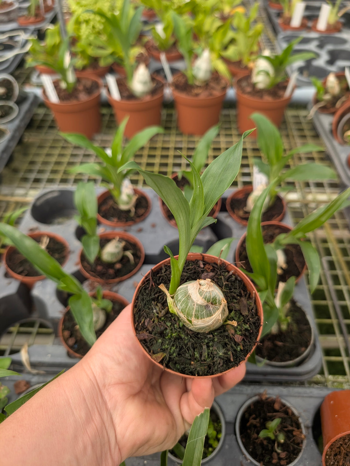 Clowesia Rebecca Northen x Mormodes tezontle
