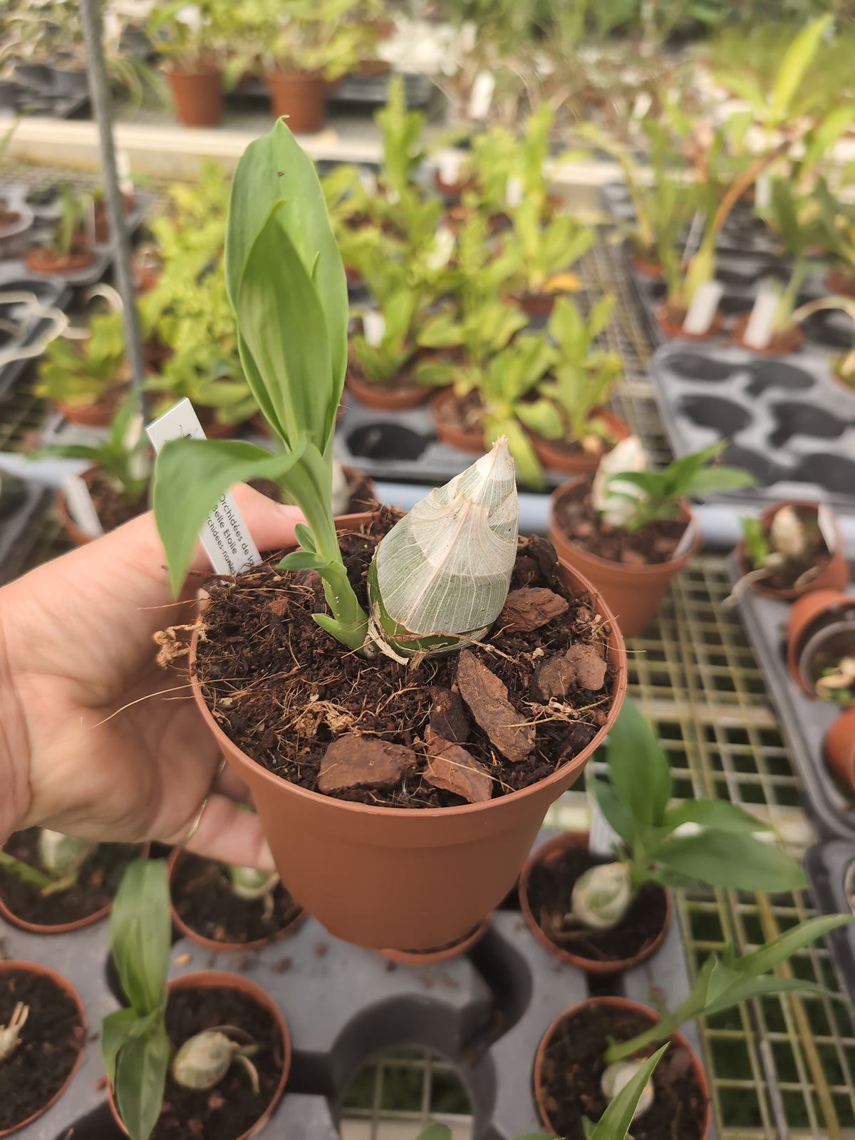 Clowesia Rebecca Northen x Mormodes tezontle