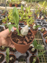 Clowesia Rebecca Northen x Mormodes tezontle