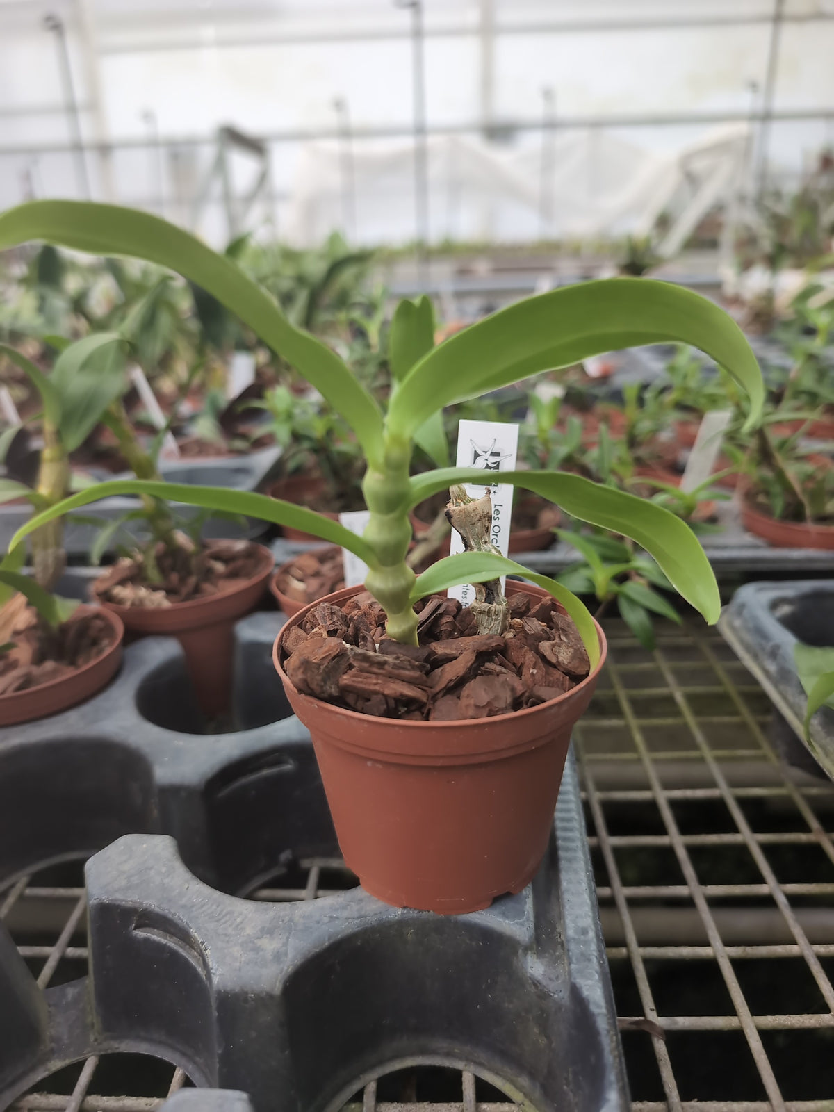 Dendrobium pendulum