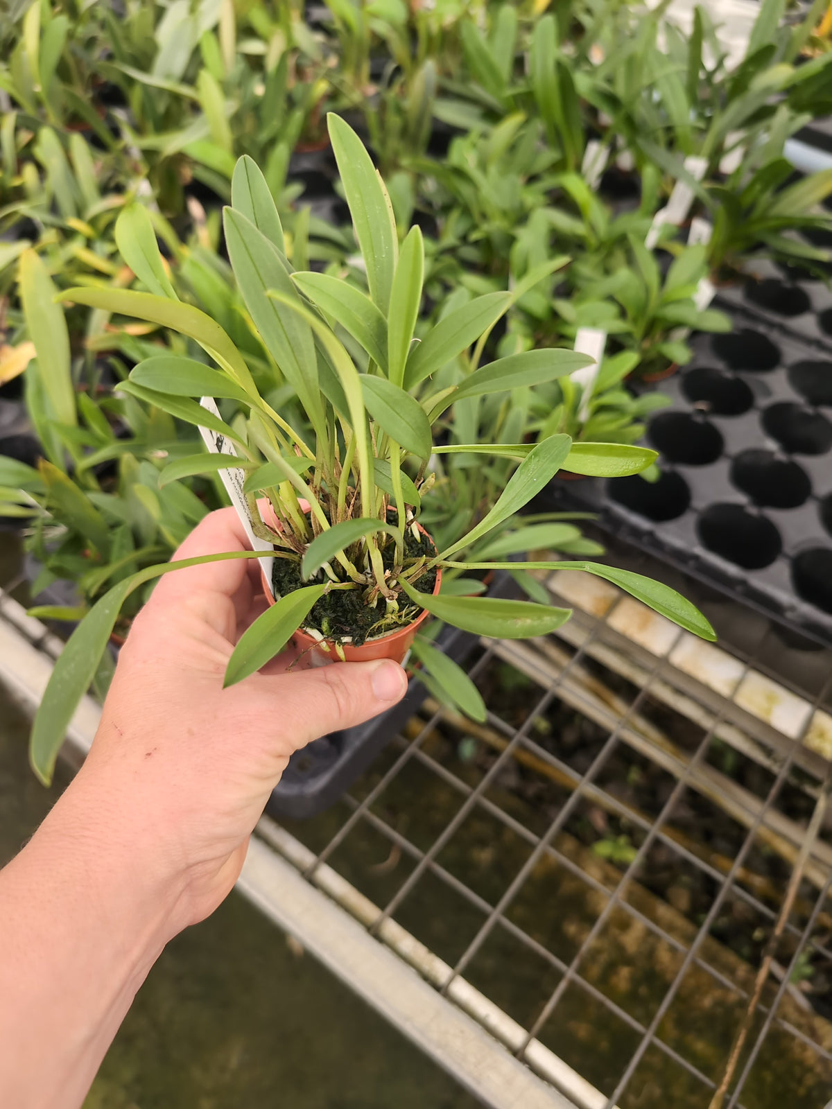 Masdevallia paivaeana