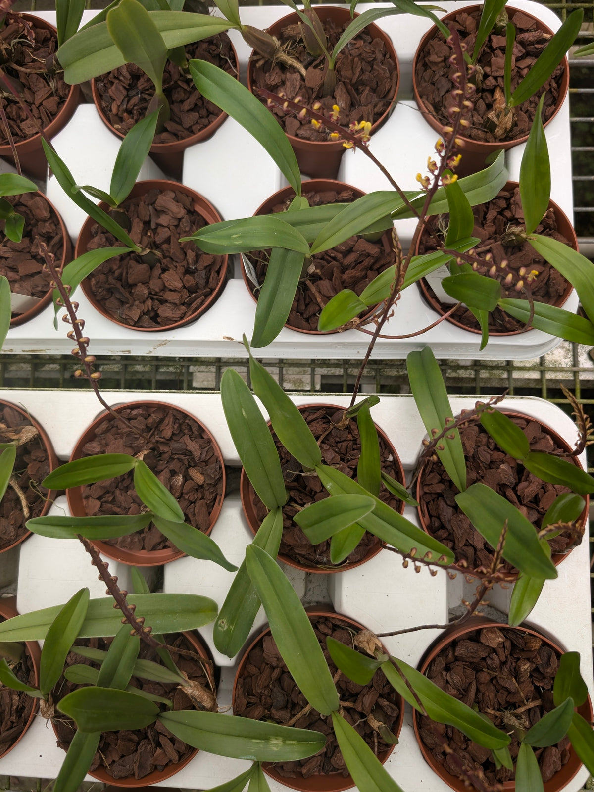 Bulbophyllum falcatum