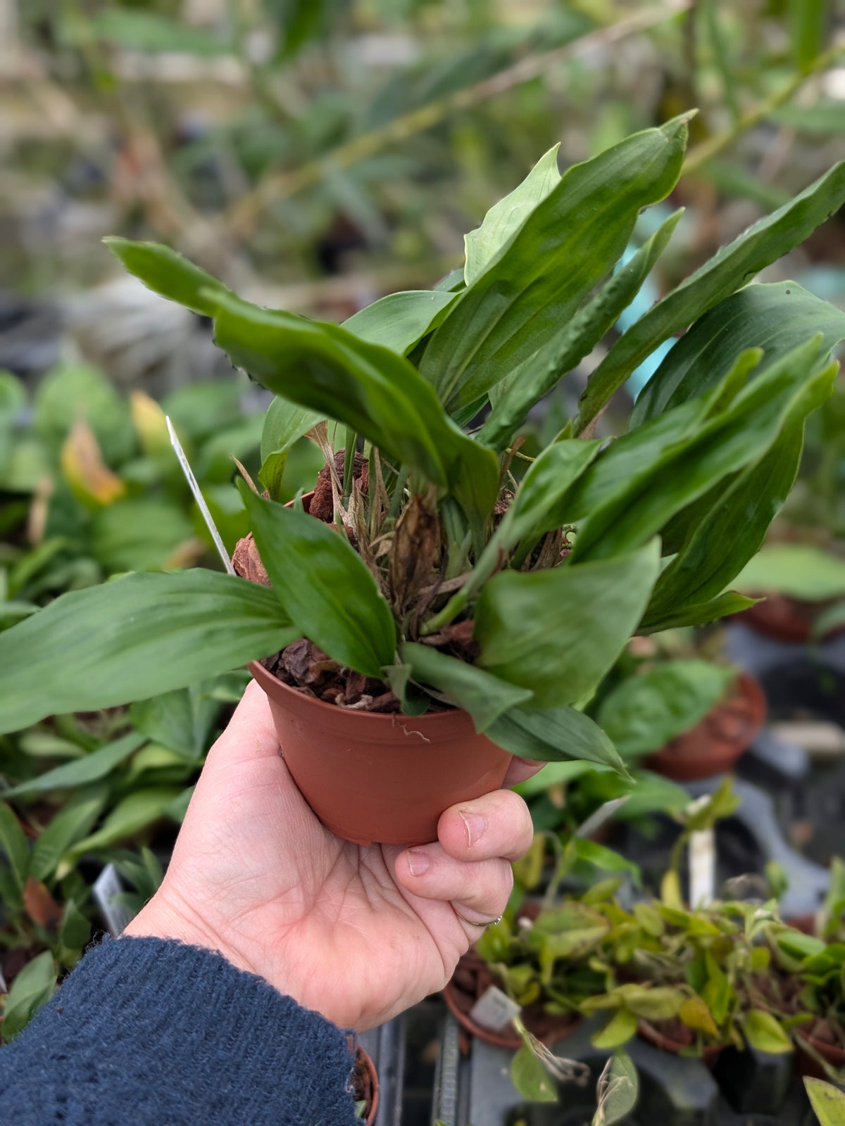Stanhopea tigrina var. nigroviolacea