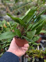 Stanhopea tigrina var. nigroviolacea
