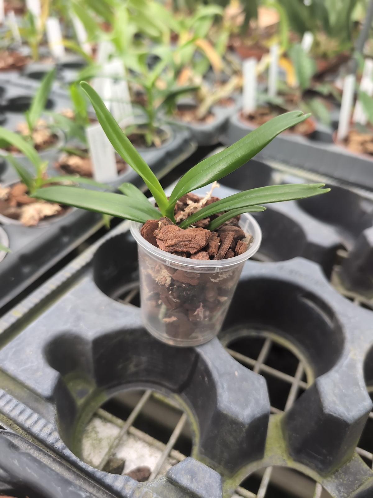 Jumellea arborescens