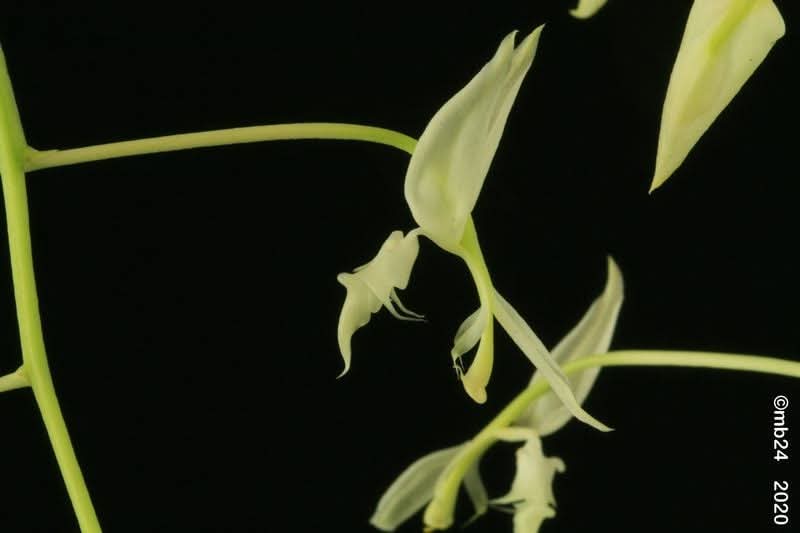 Gongora lilianae