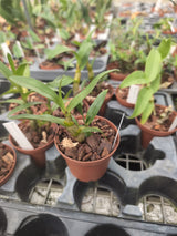 Dendrobium schrautii