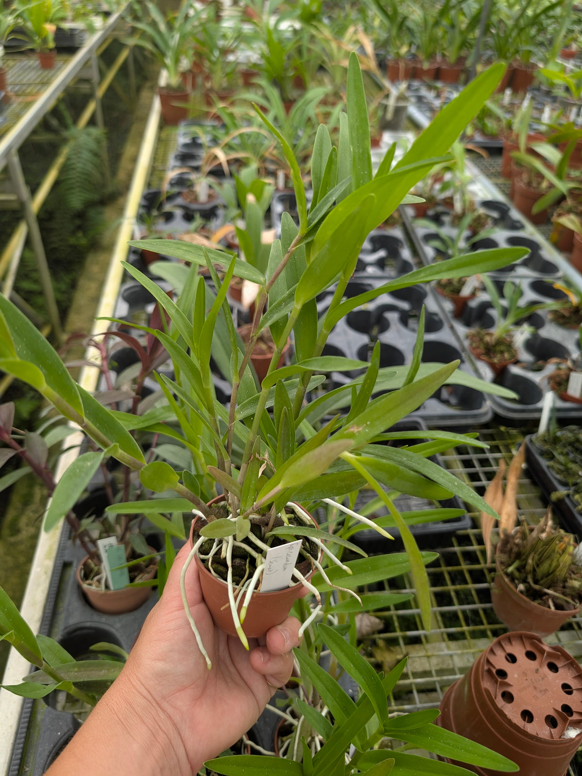 Epidendrum secundum