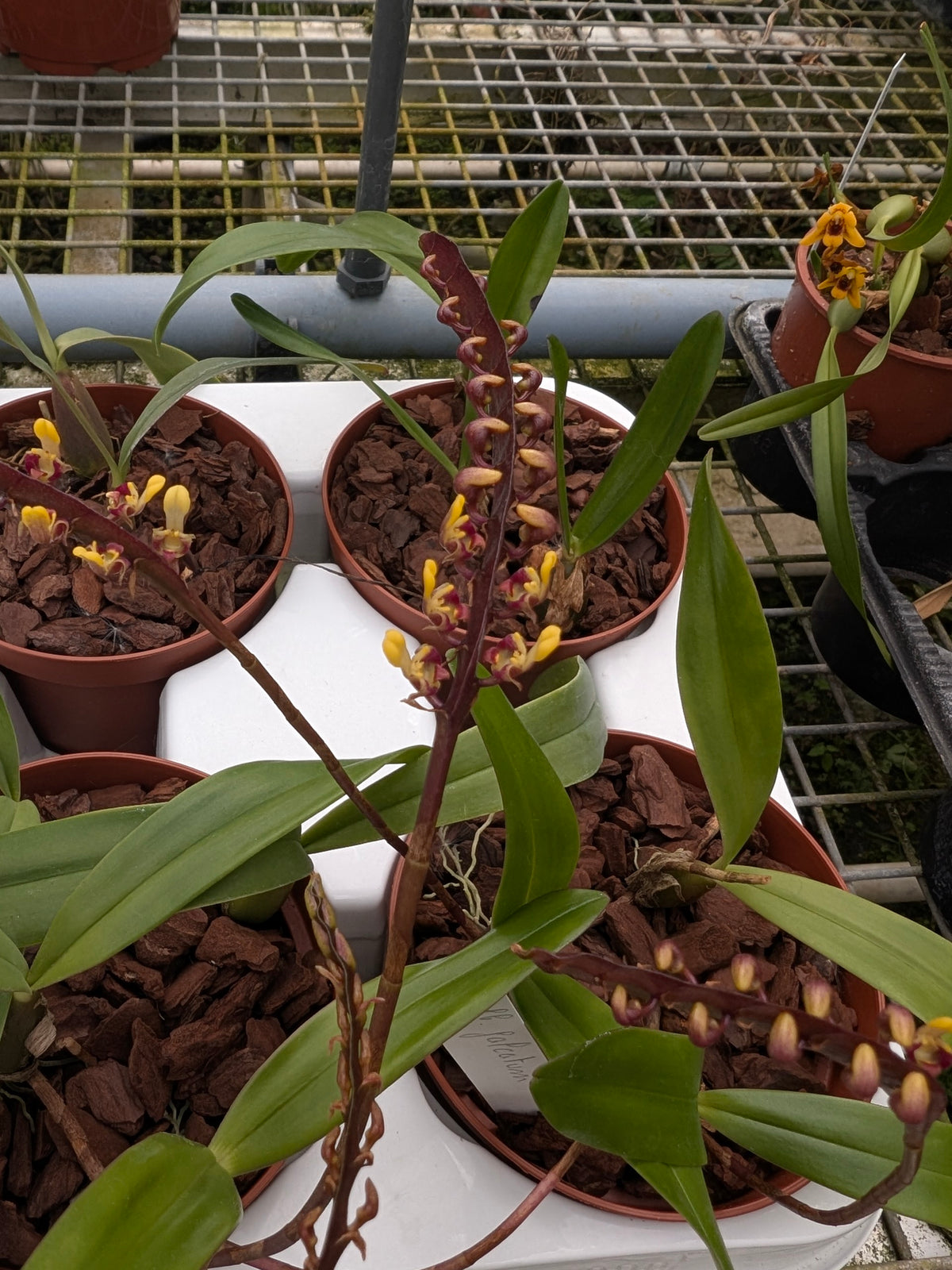 Bulbophyllum falcatum
